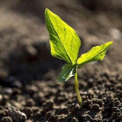 Mercado de Carbono deve fomentar preservação ambiental e gerar oportunidades