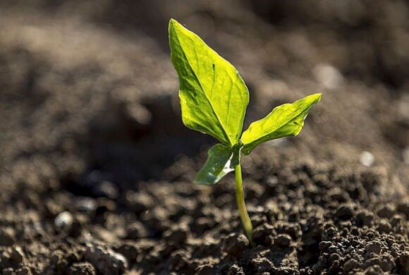 Mercado de Carbono deve fomentar preservação ambiental e gerar oportunidades