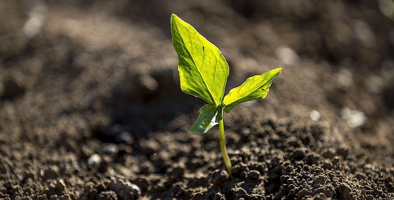 Mercado de Carbono deve fomentar preservação ambiental e gerar oportunidades