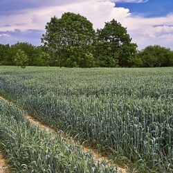 Agricultura de precisão ajuda produtores a ganhar tempo entre colheita da soja e plantio do milho