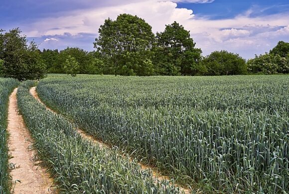 Agricultura de precisão ajuda produtores a ganhar tempo entre colheita da soja e plantio do milho