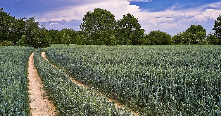 Agricultura de precisão ajuda produtores a ganhar tempo entre colheita da soja e plantio do milho