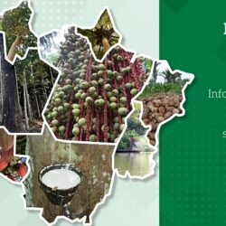 Novo Atlas da Bioeconomia conta com dados de 107 microrregiões da Amazônia