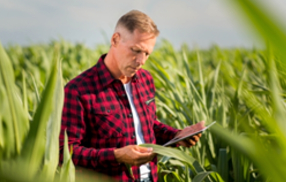Dados geoespaciais como base para o mercado de seguros agrícolas