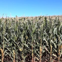 Pesquisadores criam modelo que mapeia com mais precisão impactos de geadas em lavouras