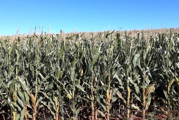 Pesquisadores criam modelo que mapeia com mais precisão impactos de geadas em lavouras Pesquisadores criam modelo que mapeia com mais precisão impactos de geadas em lavouras