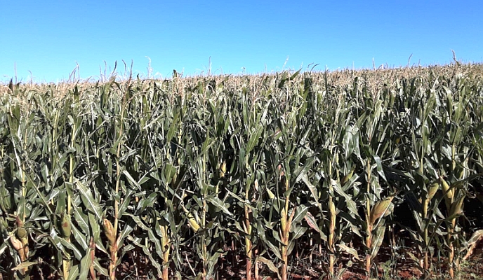 Pesquisadores criam modelo que mapeia com mais precisão impactos de geadas em lavouras Pesquisadores criam modelo que mapeia com mais precisão impactos de geadas em lavouras